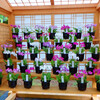 春の花６