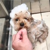 トリミングいってきたよ🐶
