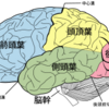 脳科学から見ると日本の語学学習は間違っているんじゃ（語学学習の６原則）