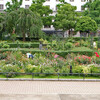 横浜（2016-06-15）―花の季節の山下公園