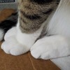 ソックスねこ：保護猫日記。11ヵ月（45週）