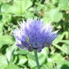 ネギ属の花