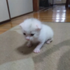AIでまだ歩けない子猫が歩いた？！親子で楽しむSora2体験