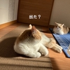 雨田甘夏、菌活です。【猫とお腹と乳酸菌事情】
