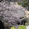 西方寺　春の光景（３）