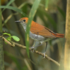 吐噶喇列島（中之島）へ鳥を見に行った日記（２０２３　０４２２～２３）その２。