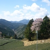 山桜と茶畑の風景