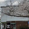 今年も桜開花！