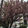 大井町を歩きながら見た素晴らしい花たち