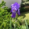 Iris de cette année 