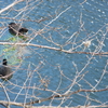 水鳥再び
