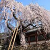  奈良・氷室神社の奈良一番桜
