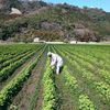 わんこの温泉付き筑後川温泉行ってきました