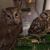 フクロウのみせ｜月島｜フクロウを乗せてもらえる