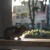 近隣繁華街のねこさん