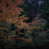 紅葉を撮影🍁 RICOH GRⅢ