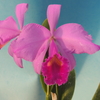 Cattleya trianae  f. rubra ‘Canaima's Velvet’   