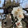 春が来た