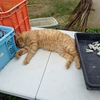 ミカン園のネコ