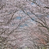桜隧道