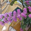 花束のバラ、挿し木にするのは何度目？