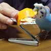 174インコの淫行（その2）