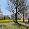 桜ロケハン ─ 2022.4.10 呉羽山公園・都市緑化植物園 ─