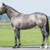【２０２４年度】インゼルサラブレットクラブ　一口馬主　馬体・血統診断　No.6 フラミンゴフライトの23