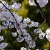 桜と菜の花