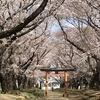🌸春のいも桜week🌸東蕗田天満社の桜の参道にうっとり✨