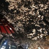 雨の夜桜