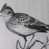 時鳥10句