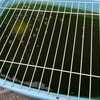 錦鯉飼育が楽しい理由
