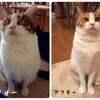 猫のダイエットをしてヒルズの「脱メタボコンテスト」で入賞した話