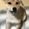 柴犬あきとの生活　66