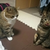 毎日が休日のほのぼのポムとムー  猫日記