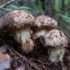 肴のお節　【松茸の姿煮】