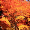 湖東三山・西明寺の紅葉