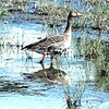 マガン高知に飛来