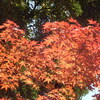 川崎の「貝塚公園」で美しい花達を見物！！