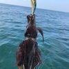 いつまで釣れる？知多アオリ