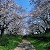 桜回廊