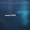 クルメサヨリ Hyporhamphus intermedius