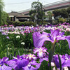 こちら堀切菖蒲園、あじさいと菖蒲、梅雨を彩る花々と天祖神社