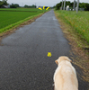 雨上がりのお散歩