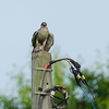 赤目のオオタカ成鳥の餌渡し。