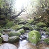 屋久島へ今年最後のトレッキング～白谷雲水峡編～（久々の一人旅）