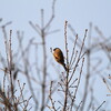 福山水越山野鳥探鳥 2015/12/28 7:00-9:40