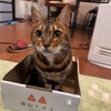 ニャポリ？
