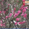 春の足音はっきりと　梅の花に早咲きのサクラも【熊本】